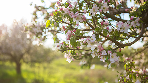Mehrere historisch verkleidete Schülerinnen und Schüler während des Maientagsumzugs