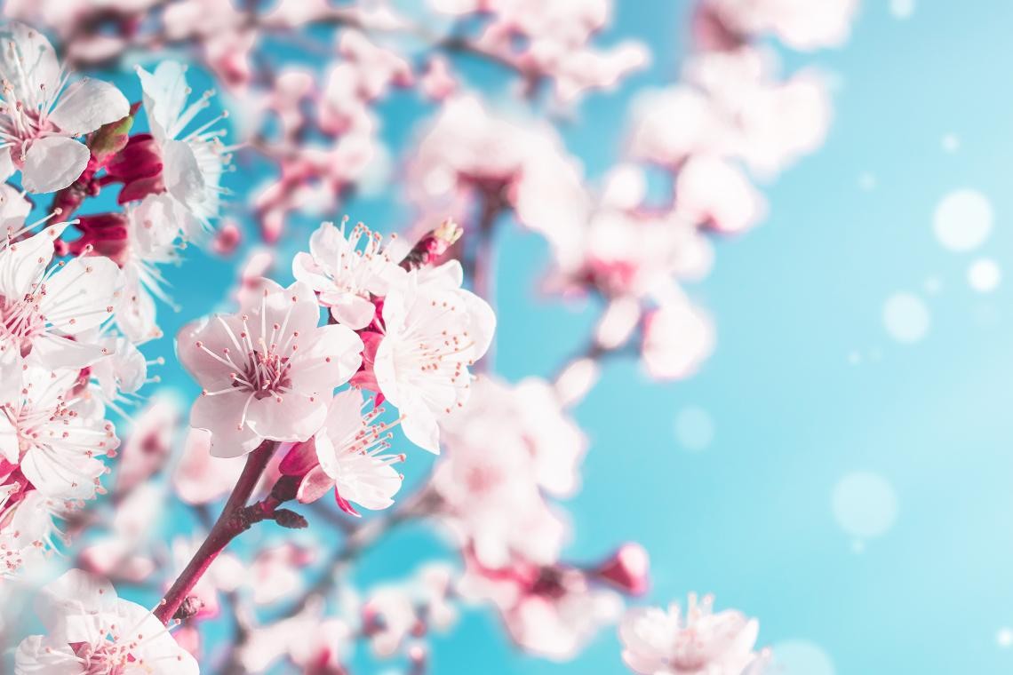 Nahaufnahme von rosa Blüten eines Baumes vor blauem Himmel