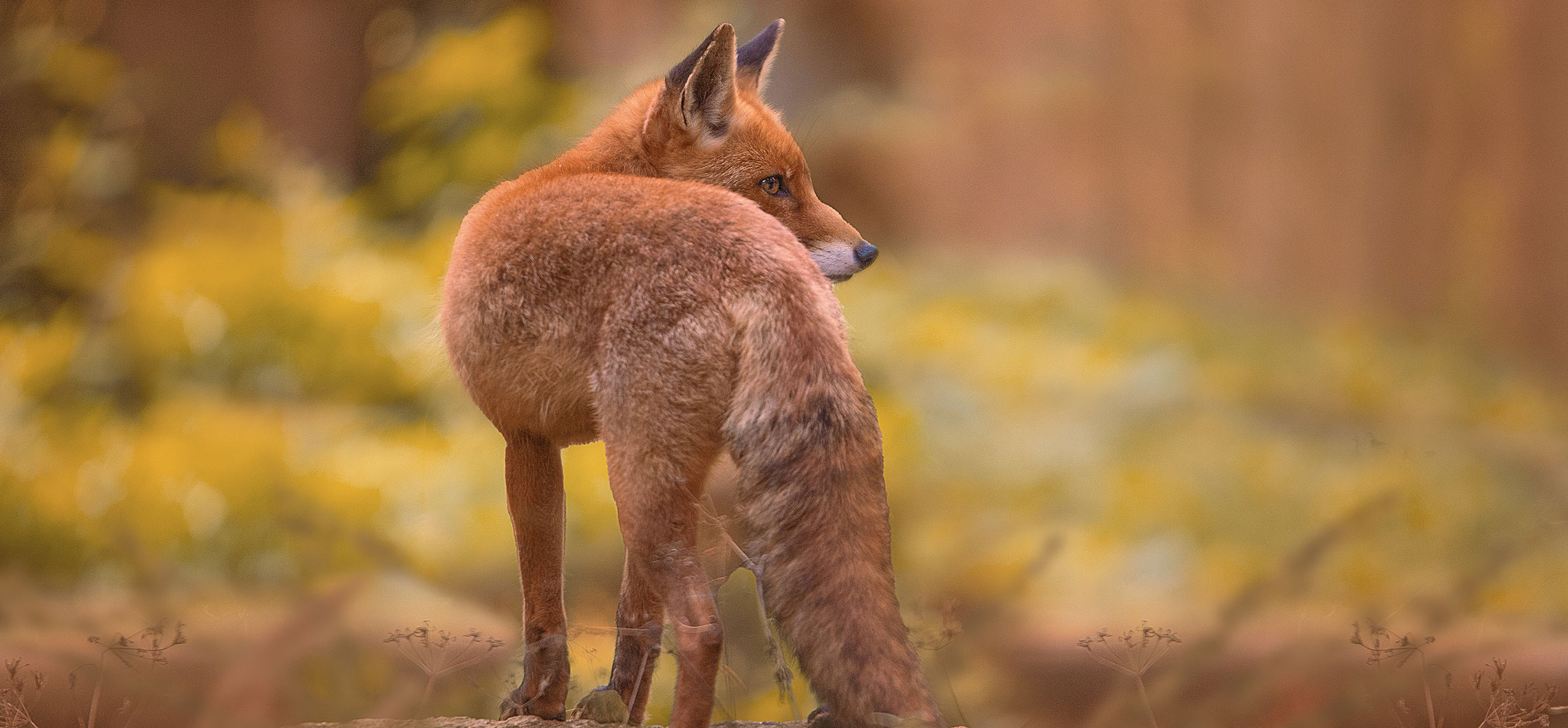 Ein Fuchs im Wald, sein Blick geht seitlich.