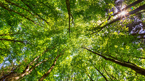 Baumkronen im Wald vor blauem Himmel
