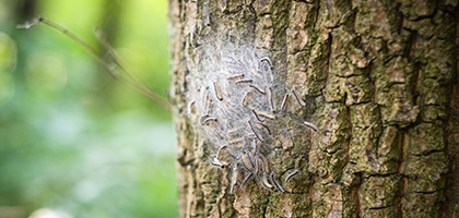 Eichenprozessionsspinner an einem Baum